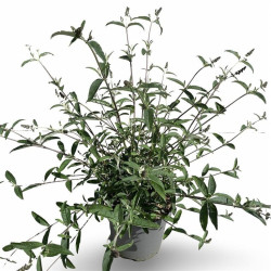 Budlėja Davido (Lot Buddleja d.) 'Royal Red' C12 80-100 CM | BUDLĖJOS | KRŪMAI
