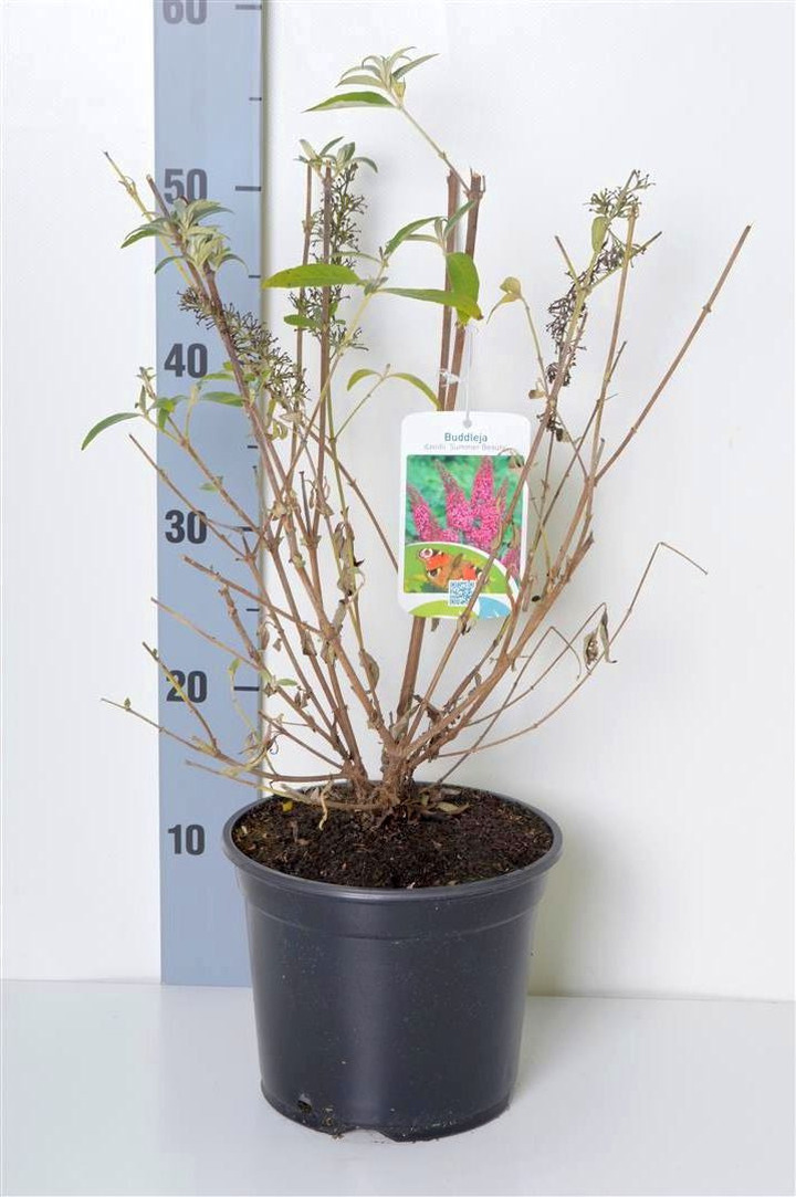 Budlėja Davido (Lot Buddleja d.) 'Summer Beauty' C3/P19 40-50 CM | BUDLĖJOS | KRŪMAI