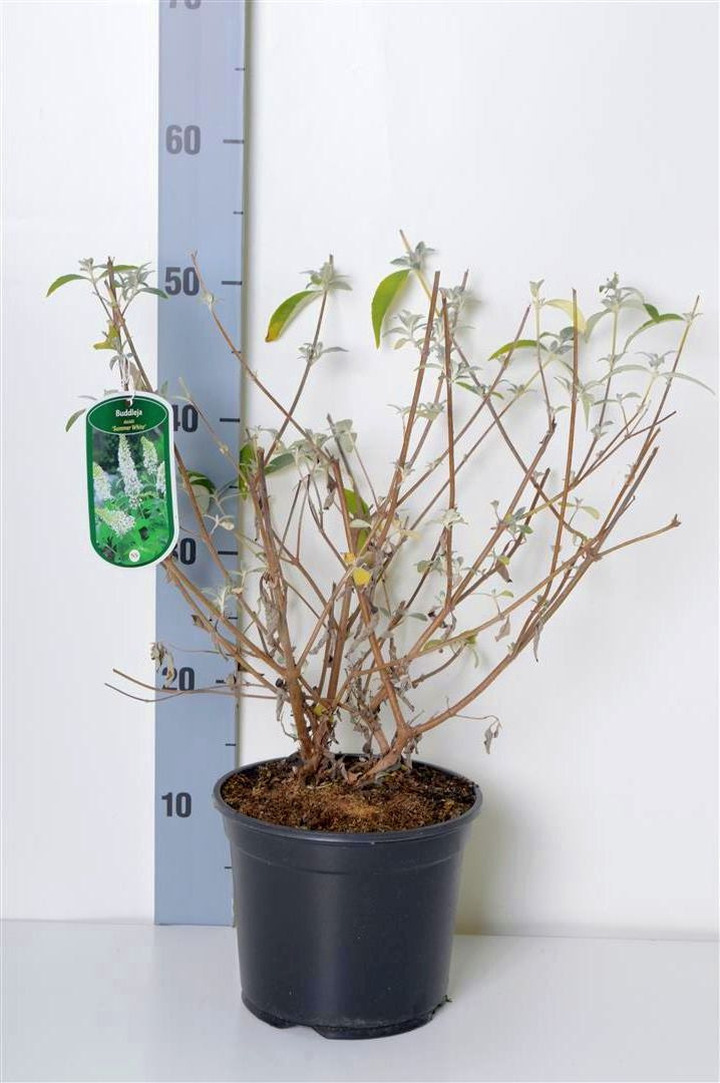 Budlėja Davido (Lot Buddleja d.) 'Summer White' C3/P19 40-50 CM | BUDLĖJOS | KRŪMAI