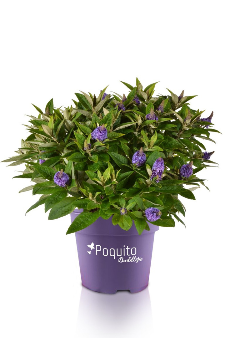 Budlėja Davido (Lot Buddleja d.) 'Violet Copper' C4/P21