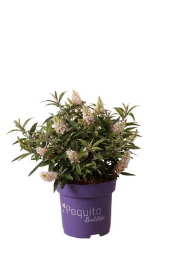 Budlėja Davido (Lot Buddleja d.) 'White Admiral' C3/P19 30-40 CM | BUDLĖJOS | KRŪMAI