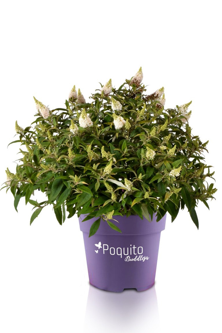 Budlėja Davido (Lot Buddleja d.) 'White Admiral' C4/P21 | BUDLĖJOS | KRŪMAI