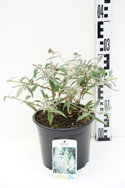 Budlėja Davido (Lot Buddleja d.) 'White Ball' C3/P19 25-30 CM | BUDLĖJOS | KRŪMAI