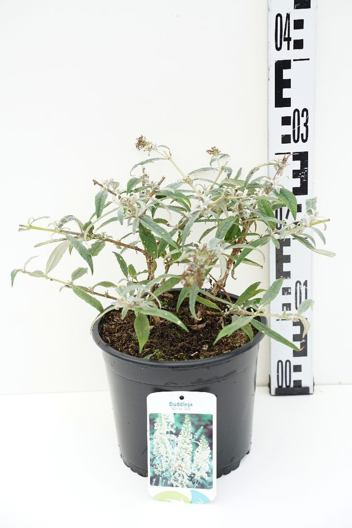 Budlėja Davido (Lot Buddleja d.) 'White Ball' C3/P19 25-30 CM | BUDLĖJOS | KRŪMAI
