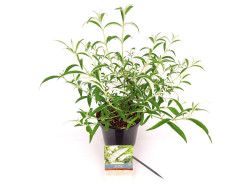 Budlėja Davido (Lot Buddleja d.) 'White Profusion' C3/P19 30-40 CM - nuotrauka 2