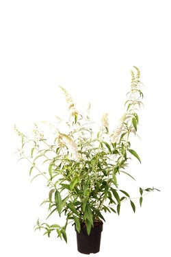 Budlėja Davido (Lot Buddleja d.) 'White Profusion' C4/P21 | BUDLĖJOS | KRŪMAI