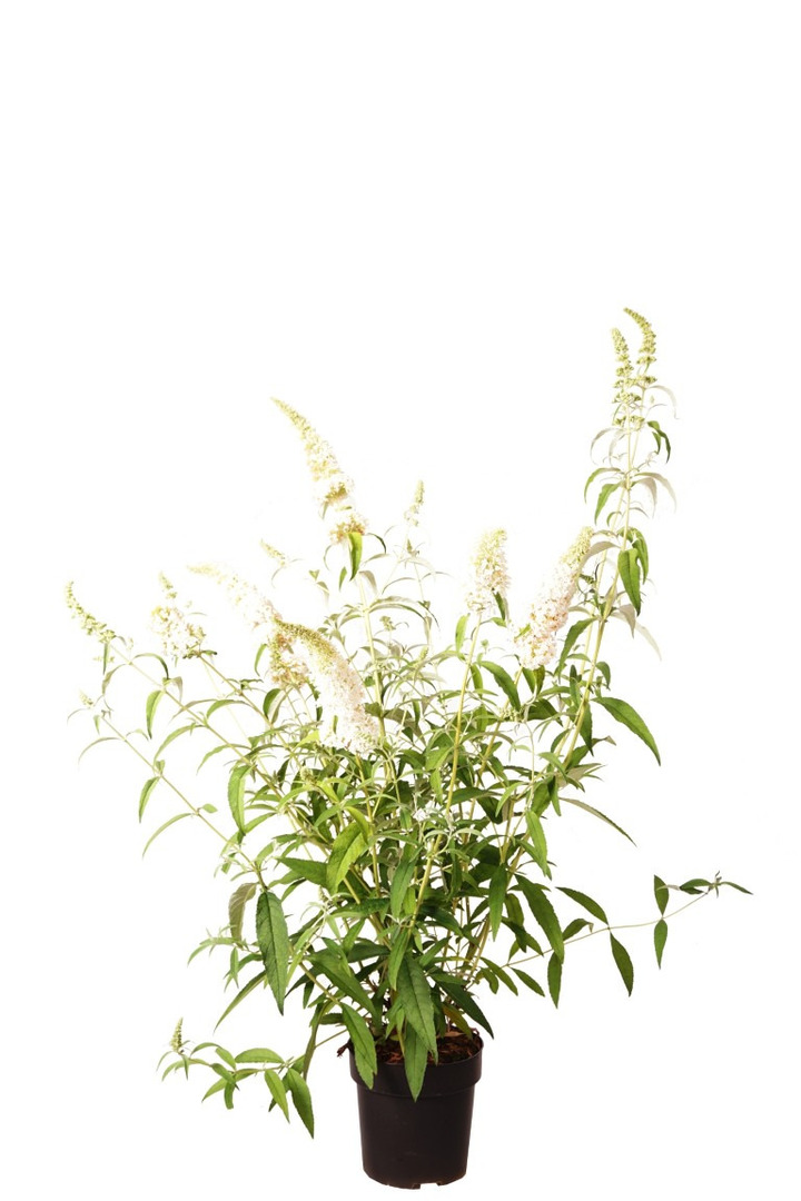 Budlėja Davido (Lot Buddleja d.) 'White Profusion' C4/P21 | BUDLĖJOS | KRŪMAI