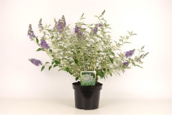 Budlėja (Lot Buddleja) 'Lochinch' C3/P19 30-40 CM - nuotrauka 1