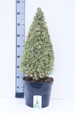 Buksmedis paprastasis (Lot Buxus sem.) 'Elegans' 60-70 CM KŪGIS C10 | BUKSMEDŽIAI | KRŪMAI