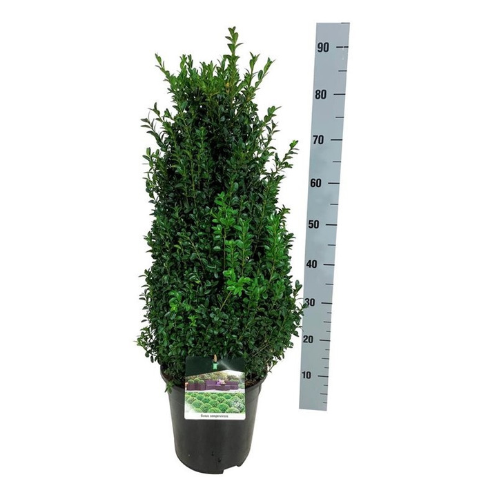 Buksmedis paprastasis (Lot Buxus sempervirens) C6,5/P24 50-60 CM | BUKSMEDŽIAI | KRŪMAI