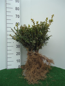 Buksmedis paprastasis (Lot Buxus sempervirens)  0+2 25-30 CM