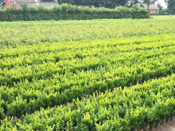 Buksmedis paprastasis (Lot Buxus sempervirens)  0+2 30-35 CM
