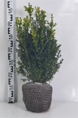 Buksmedis paprastasis (Lot Buxus sempervirens)  40-50 CM RB