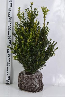 Buksmedis paprastasis (Lot Buxus sempervirens)  50-60 CM RB