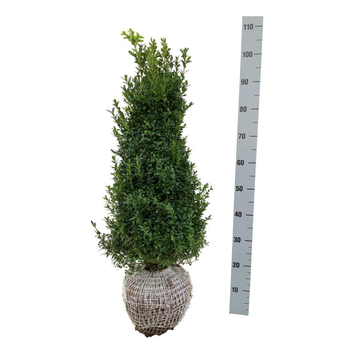 Buksmedis paprastasis (Lot Buxus sempervirens)  RB 60-80 CM
