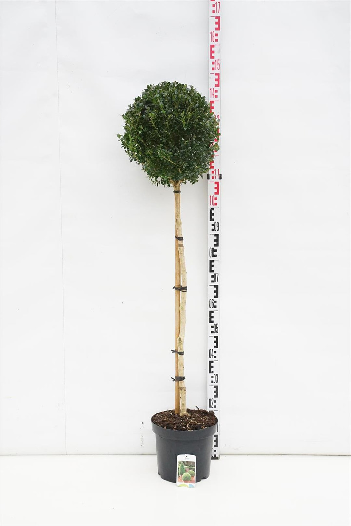 Buksmedis paprastasis (Lot Buxus sempervirens) C7,5/P26 KOTAS 90 CM | BUKSMEDŽIAI | KRŪMAI