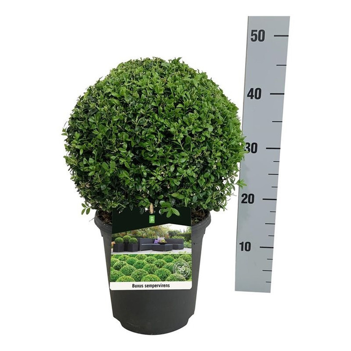 Buksmedis paprastasis (Lot Buxus sempervirens) 25 CM RUTULYS C4/P21 | BUKSMEDŽIAI | KRŪMAI