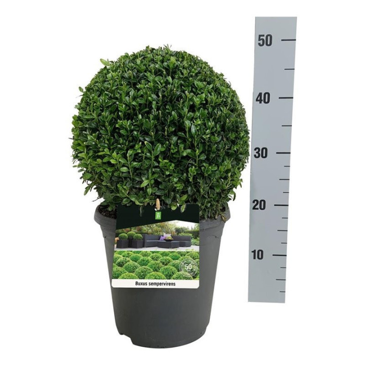 Buksmedis paprastasis (Lot Buxus sempervirens) 30 CM RUTULYS C5/P23 | BUKSMEDŽIAI | KRŪMAI
