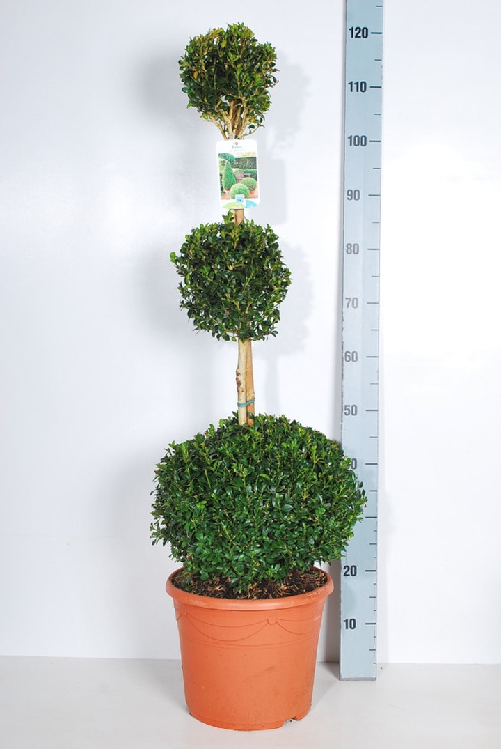 Buksmedis paprastasis (Lot Buxus sempervirens) C10 80 CM BURBULAI ANT KOTO 30+20+15 CM | BUKSMEDŽIAI | KRŪMAI