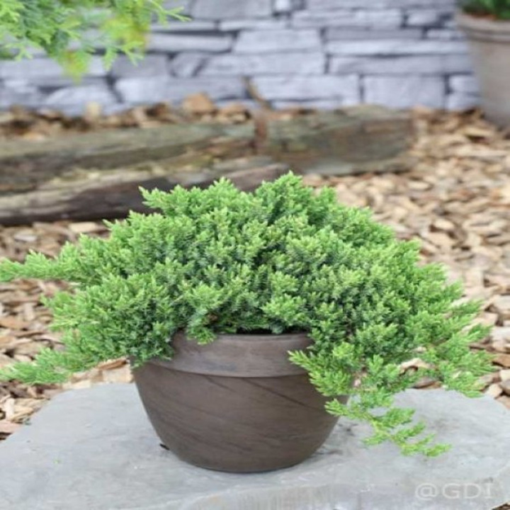 Kadagys Šliaužiantysis (Lot Juniperus Procumbens) 'NANA' C3 20-30CM-KADAGIAI-SPYGLIUOČIAI