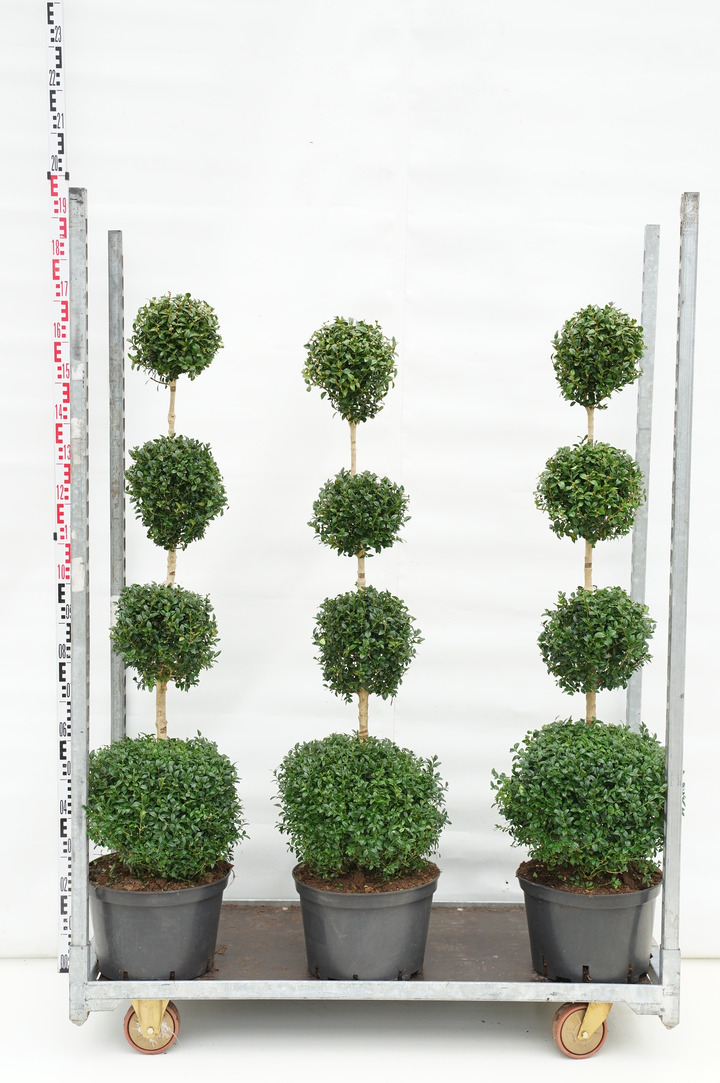 Buksmedis paprastasis (Lot Buxus sempervirens) C10 105 CM BURBULAI ANT KOTO 35+25+20+15 CM | BUKSMEDŽIAI | KRŪMAI