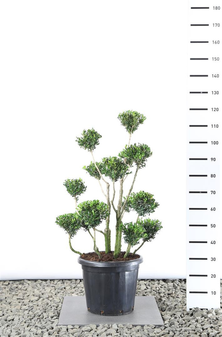 Buksmedis paprastasis (Lot Buxus sempervirens)  MULTIB. 80-100 C25