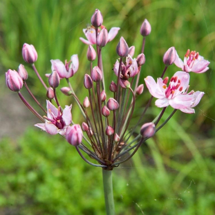 Skėtinis bėžis (Lot Butomus umbellatus)  P9 VANDENS AUGALAS