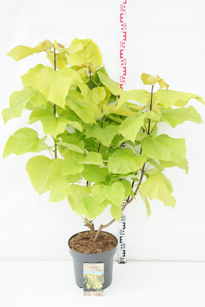 Katalpa paprastoji (Lot Catalpa bign.) 'Aurea' C12 100-125 CM