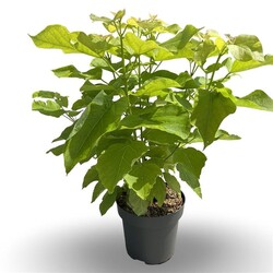 Katalpa paprastoji (Lot Catalpa bign.) 'Aurea' C12 100-125 CM - nuotrauka 2