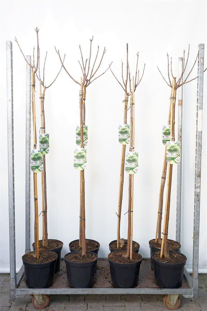 Katalpa paprastoji (Lot Catalpa bign.) 'Aurea'  C7,5/P26 STIEBAS 120 CM