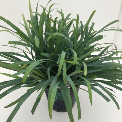 Viksva (Lot Carex) 'Bunny Blue' C5/P23