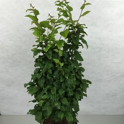 Skroblas paprastasis (Lot Carpinus bet.) 'Columnaris Nana' C10 50-60 CM - nuotrauka 2