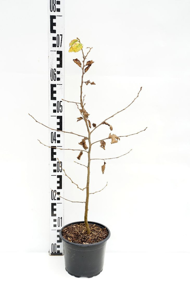 Skroblas paprastasis (Lot Carpinus betulus) C2/P17 40-60 CM | SKROBLAI | MEDŽIAI