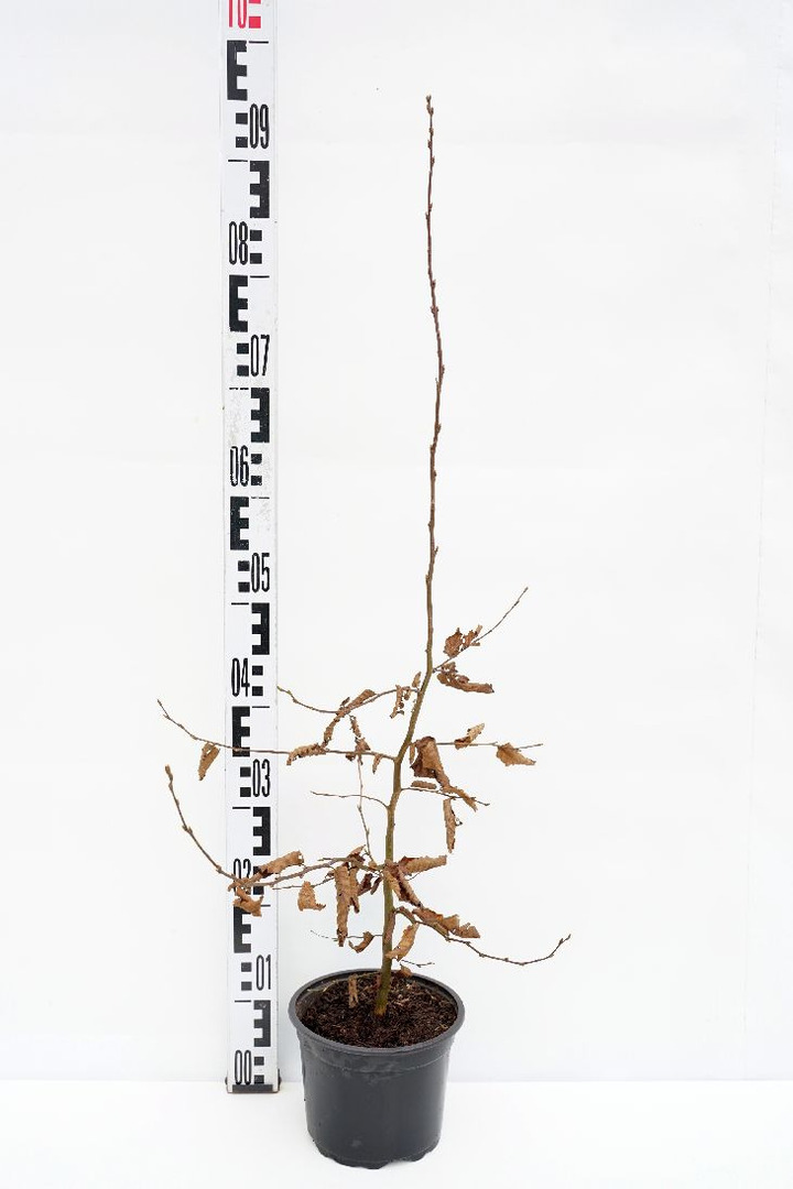 Skroblas paprastasis (Lot Carpinus betulus) C2/P17 60-80 CM | SKROBLAI | MEDŽIAI