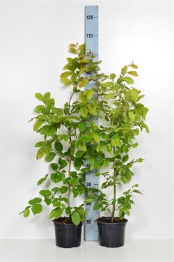 Skroblas paprastasis (Lot Carpinus betulus) C2/P17 80-100 CM | SKROBLAI | MEDŽIAI