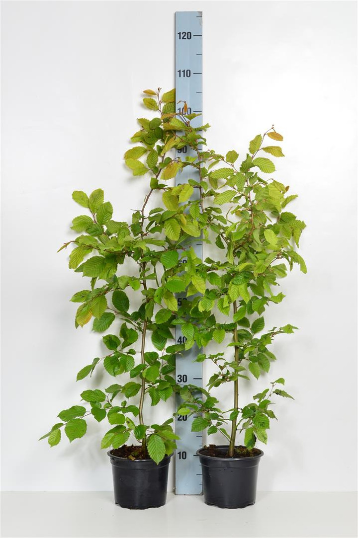 Skroblas paprastasis (Lot Carpinus betulus) C2/P17 80-100 CM | SKROBLAI | MEDŽIAI