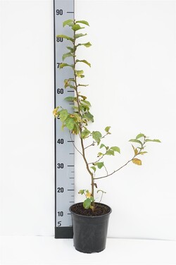 Skroblas paprastasis (Lot Carpinus betulus) C2,5/P18 60-80 CM | SKROBLAI | MEDŽIAI