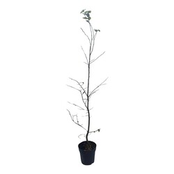 Skroblas paprastasis (Lot Carpinus betulus) C2,5/P18 80-100 CM | SKROBLAI | MEDŽIAI