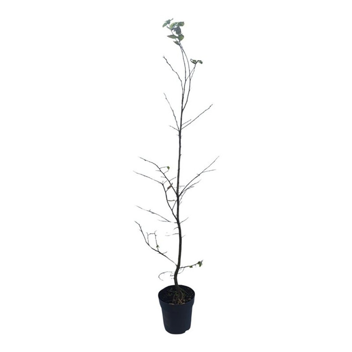 Skroblas paprastasis (Lot Carpinus betulus) C4/P21 100-125 CM | SKROBLAI | MEDŽIAI