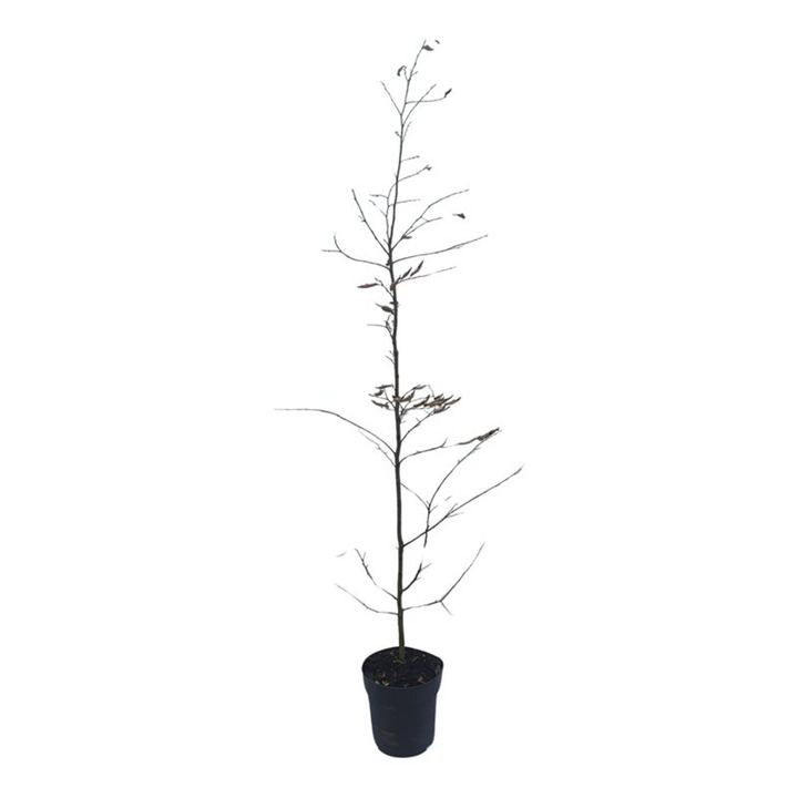 Skroblas paprastasis (Lot Carpinus betulus) C4/P21 125-150 CM | SKROBLAI | MEDŽIAI
