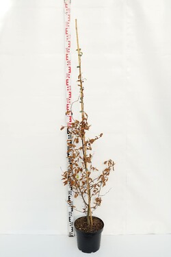 Skroblas paprastasis (Lot Carpinus betulus) C5/P23 125-150 CM | SKROBLAI | MEDŽIAI