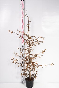 Skroblas paprastasis (Lot Carpinus betulus)  C5/P23 150-175 CM - nuotrauka 1