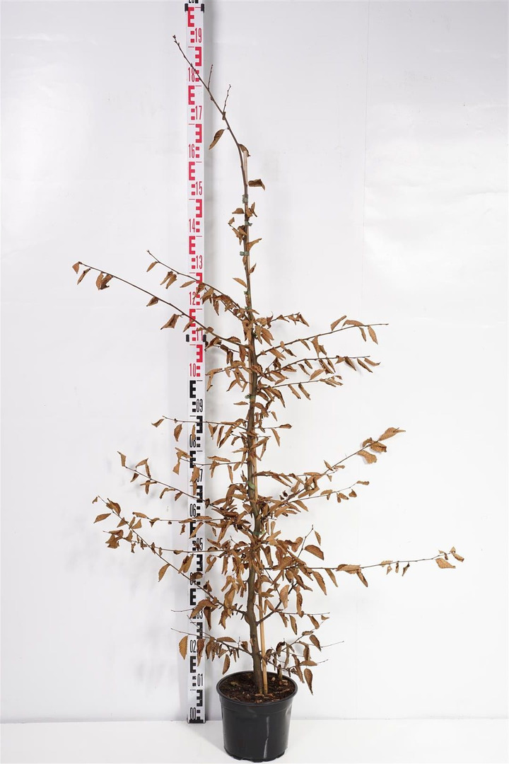 Skroblas paprastasis (Lot Carpinus betulus) C5/P23 150-175 CM | SKROBLAI | MEDŽIAI