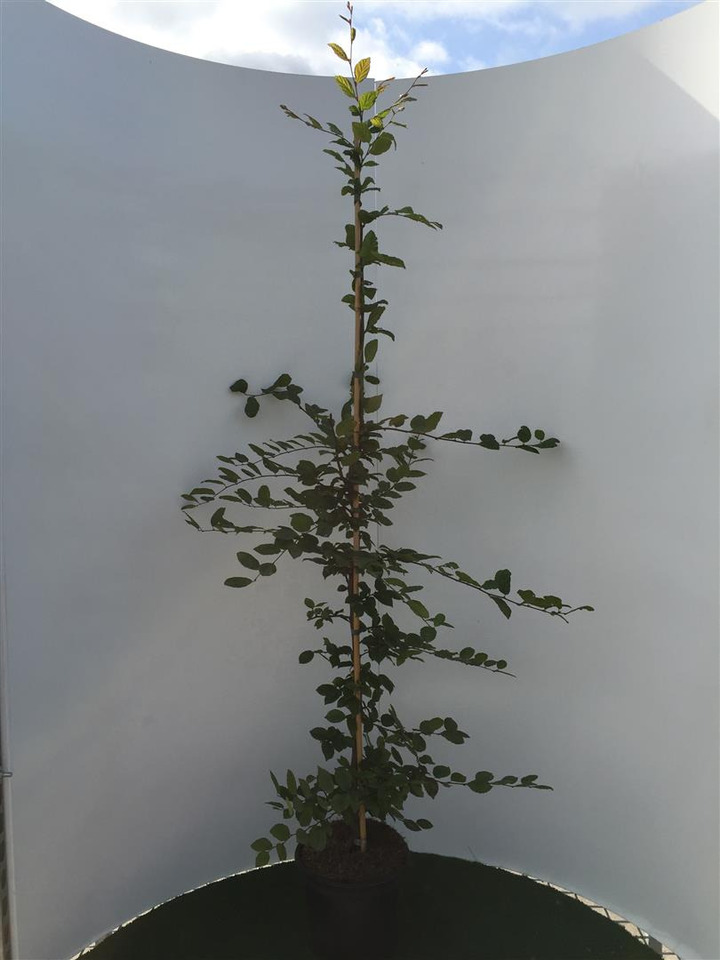 Skroblas paprastasis (Lot Carpinus betulus) C5/P23 150-175 CM | SKROBLAI | MEDŽIAI