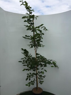 Skroblas paprastasis (Lot Carpinus betulus) C5/P23 175-200 CM | SKROBLAI | MEDŽIAI