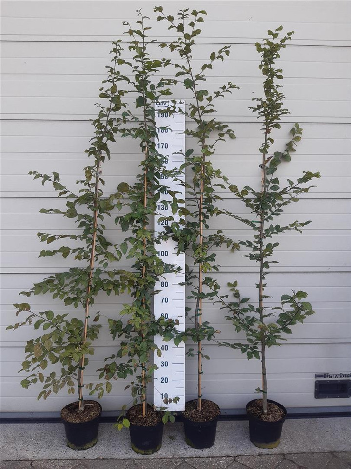 Skroblas paprastasis (Lot Carpinus betulus)  C7,5/P26 200-225 CM