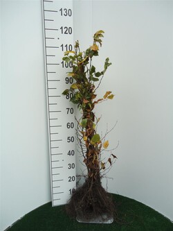 Skroblas paprastasis (Lot Carpinus betulus)  1+1 60-80 CM