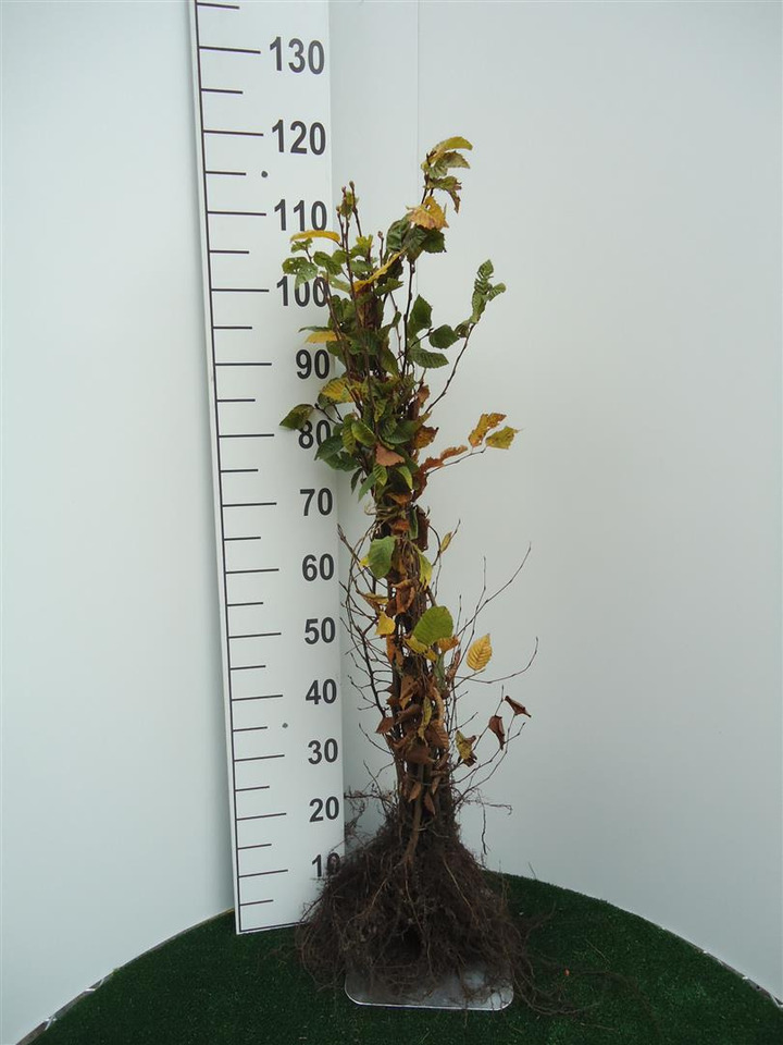 Skroblas paprastasis (Lot Carpinus betulus)  1+1 60-80 CM