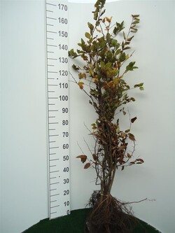 Skroblas paprastasis (Lot Carpinus betulus)  1+2 100-125 CM