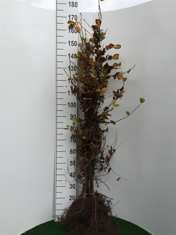 Skroblas paprastasis (Lot Carpinus betulus)  1+2 125-150 CM